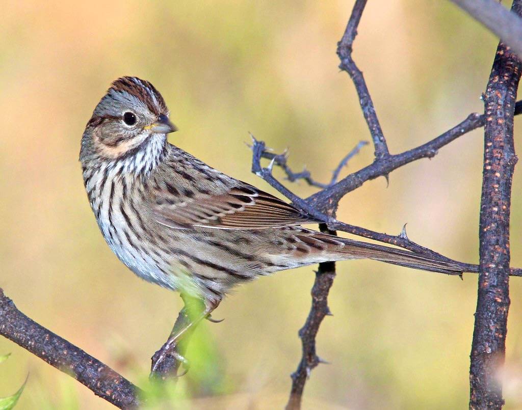 893 - LINCOLN'S SPARROW (10-9-10) kino springs, scc, az (4) - Copy by Sloalan is marked with CC0 1.0.